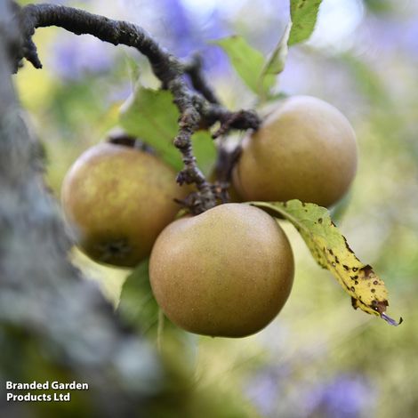 Apple 'Egremont Russet'