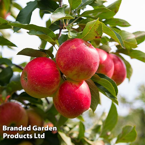 Apple 'Wonder Tree Elstar' (Patio Apple)