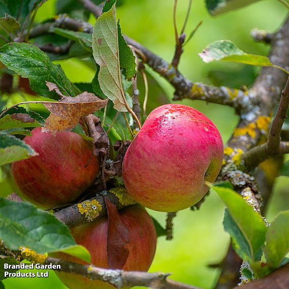 Apple Duo Family Tree