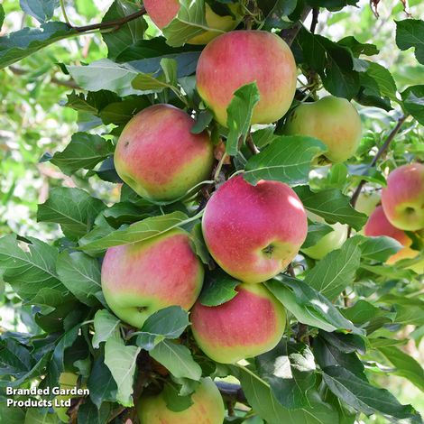 Apple 'Gala'