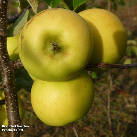 Apple 'Greensleeves'