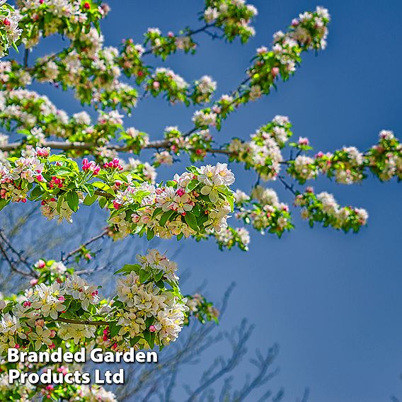 Crab Apple 'John Downie'