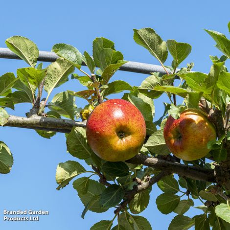 Apple 'Lord Lambourne'