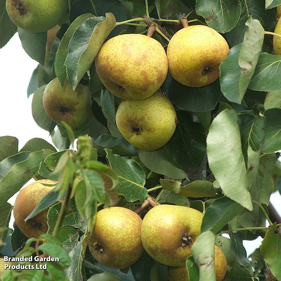 Apple 'Megabite'