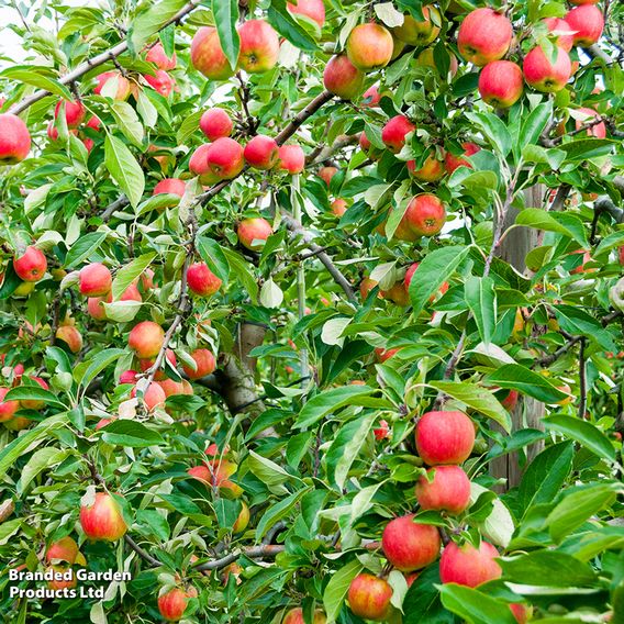 Apple 'Red Falstaff'