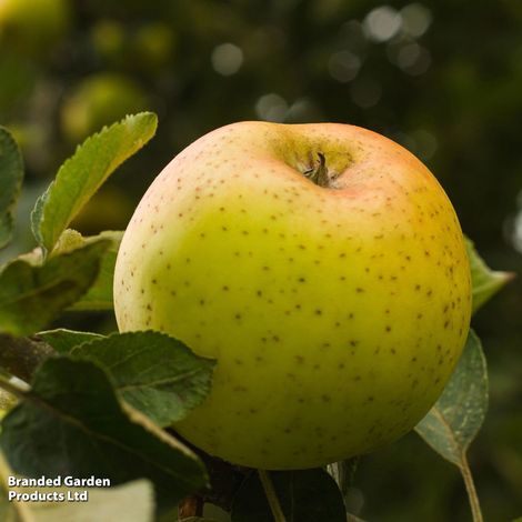 Apple 'Herefordshire Russet'