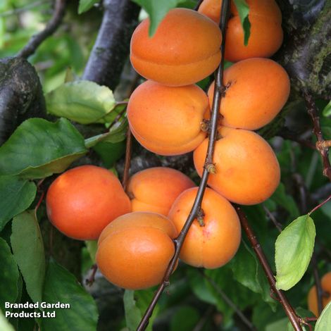 Apricot 'Tomcot'