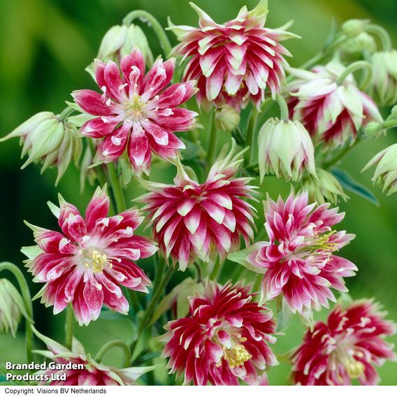 Aquilegia vulgaris var. stellata 'Nora Barlow'