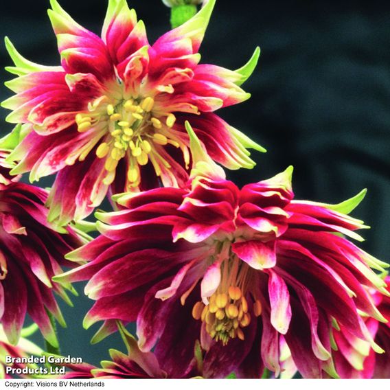 Aquilegia vulgaris var. stellata 'Nora Barlow'