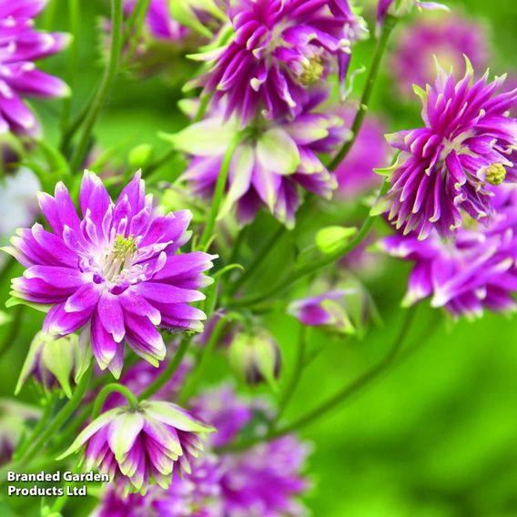 Aquilegia vulgaris var. stellata 'Nora Barlow'