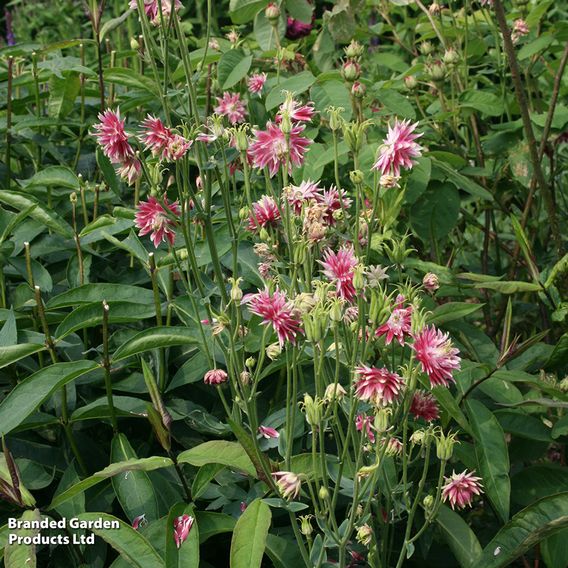 Aquilegia vulgaris var. stellata 'Nora Barlow'