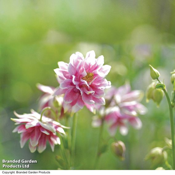 Aquilegia vulgaris var. stellata 'Nora Barlow'