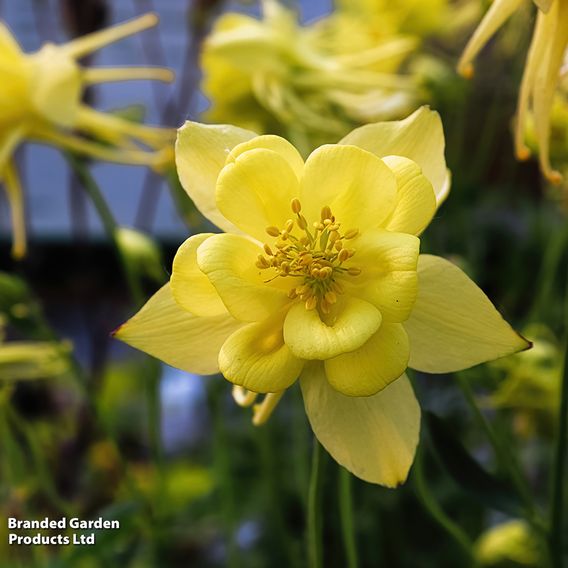 Aquilegia chrysantha 'Yellow Star'