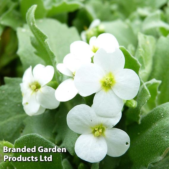 Arabis caucasica 'Pixie Cream'