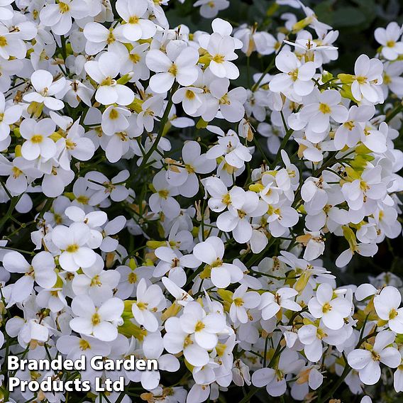 Arabis caucasica 'Snowcap'