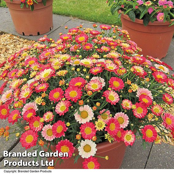 Argyranthemum 'Aramis Apricot' (Aramis Series)