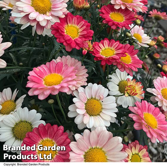 Argyranthemum 'Aramis Apricot' (Aramis Series)