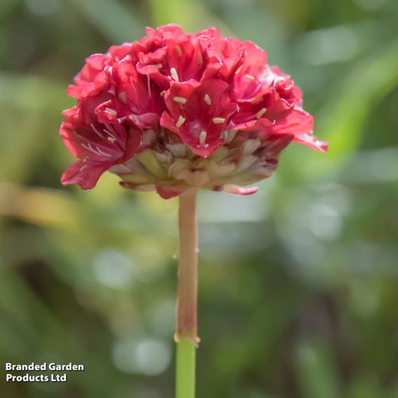 Armeria 'Ballerina Red'