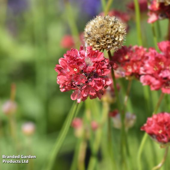 Armeria 'Ballerina Red'