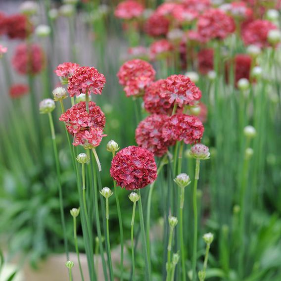 Armeria 'Ballerina Red' - Seeds