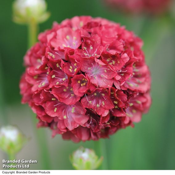 Armeria 'Ballerina Red'