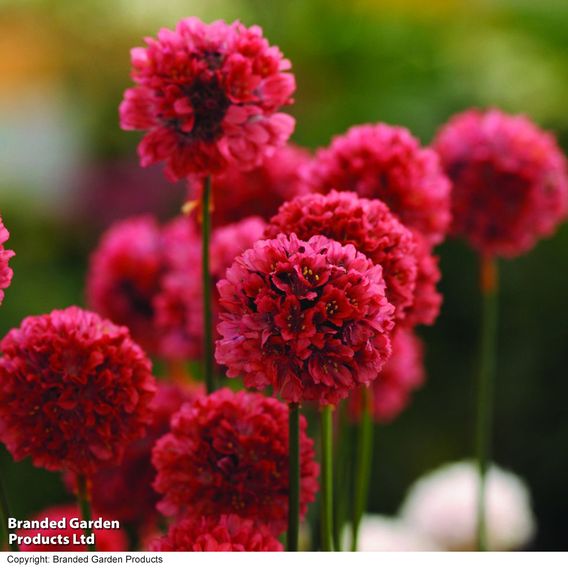 Armeria 'Ballerina Red'