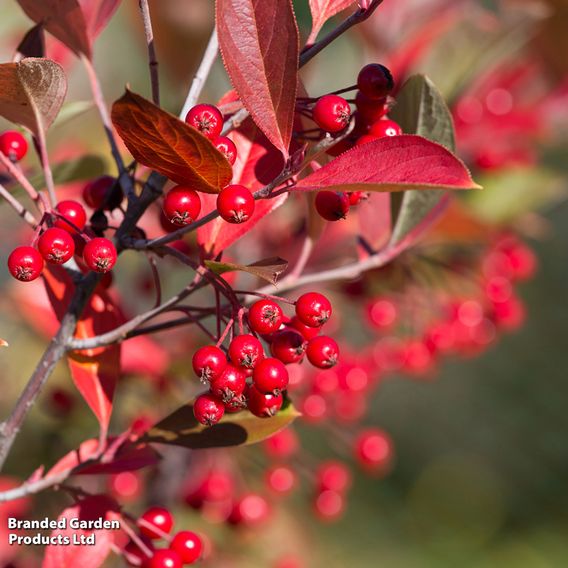 Aronia x prunifolia 'Brilliant'