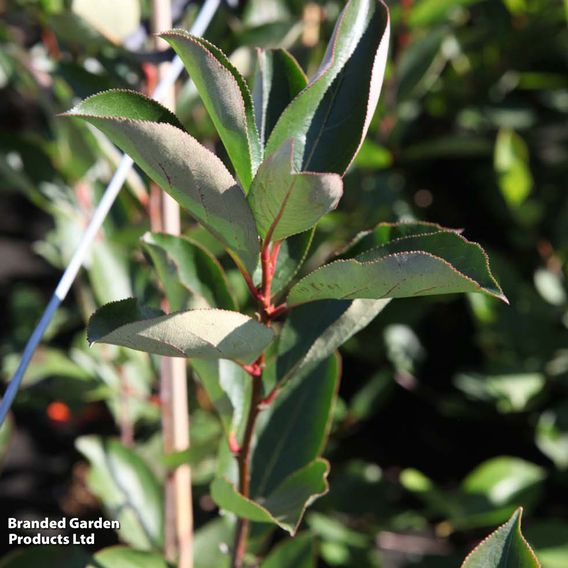 Aronia x prunifolia 'Brilliant'