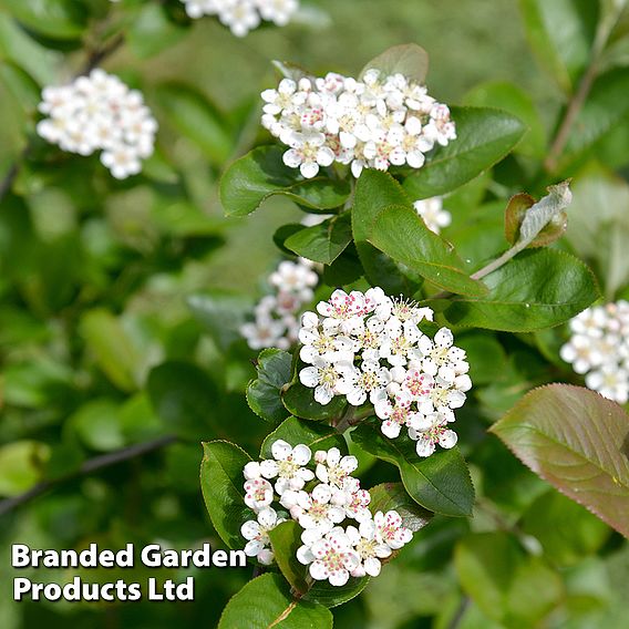 Spring Saver Shrub Collection