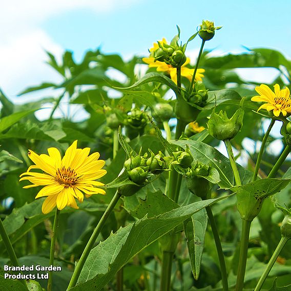 Jerusalem Artichoke 'Fuseau'