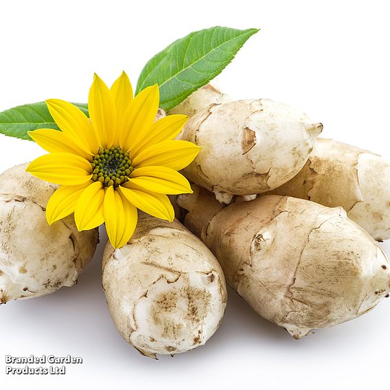 Jerusalem Artichoke 'Fuseau'