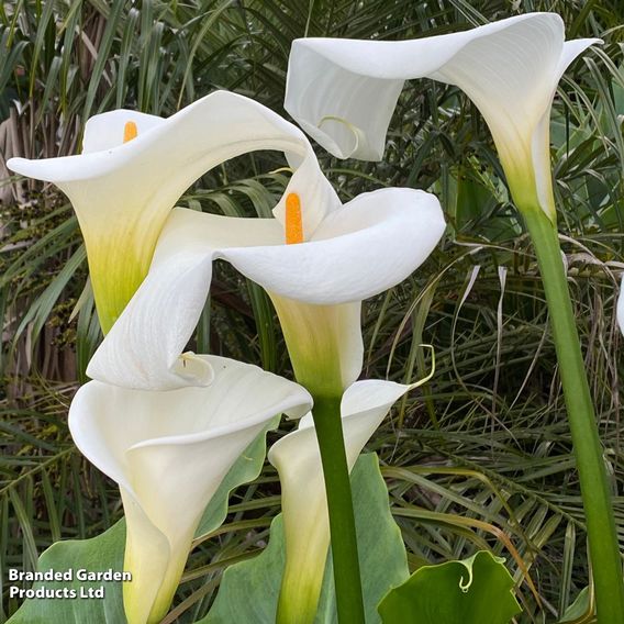 Arum Lily 'Crowborough' (Marginal Aquatic)