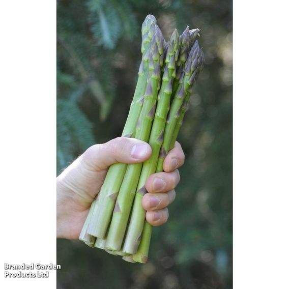 Asparagus 'Guelph Eclipse'