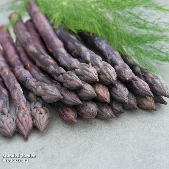 Asparagus 'Erasmus' F1