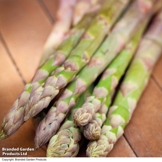 Asparagus officinalis 'Guelph Millennium' (Spring Planting)