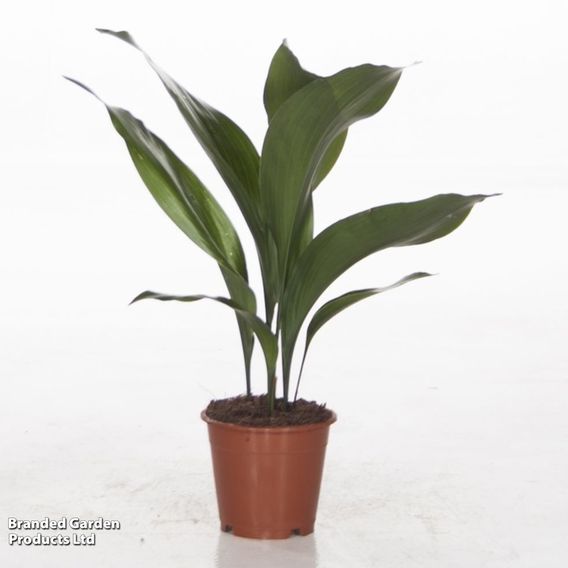 Aspidistra elatior