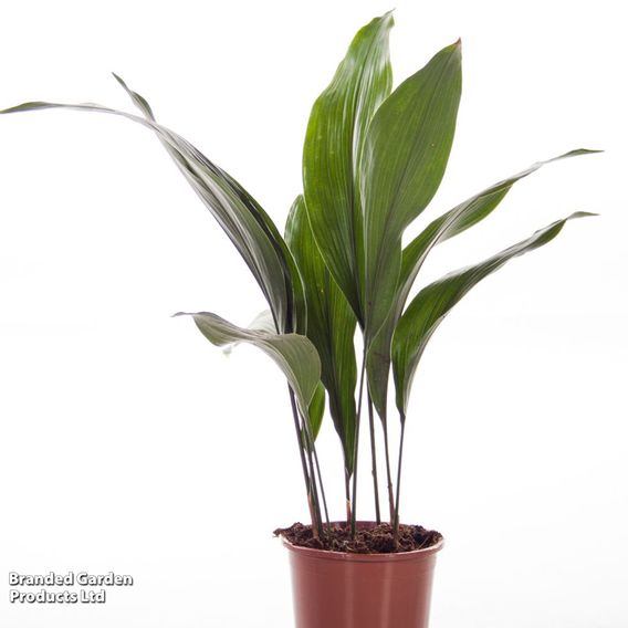 Aspidistra elatior