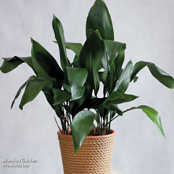 Aspidistra elatior