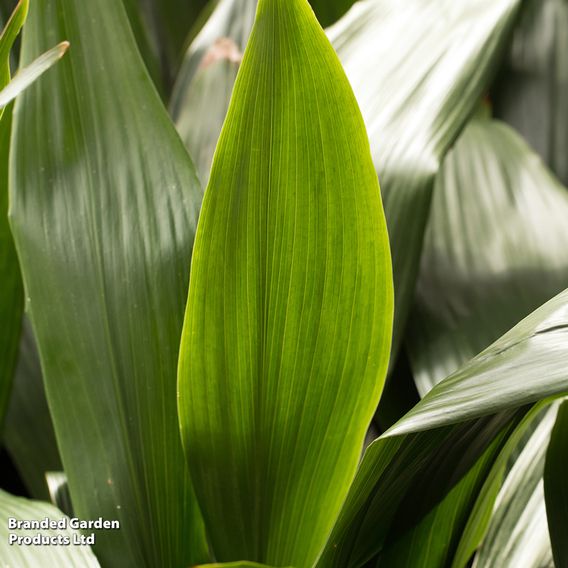 Aspidistra elatior