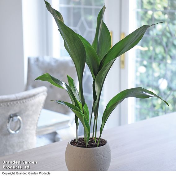 Aspidistra elatior