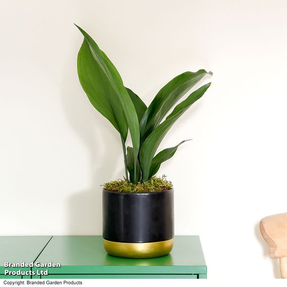 Aspidistra elatior