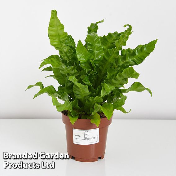 Asplenium nidus 'Crispy Wave'