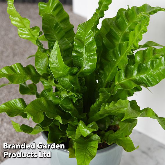 Asplenium nidus 'Crispy Wave'