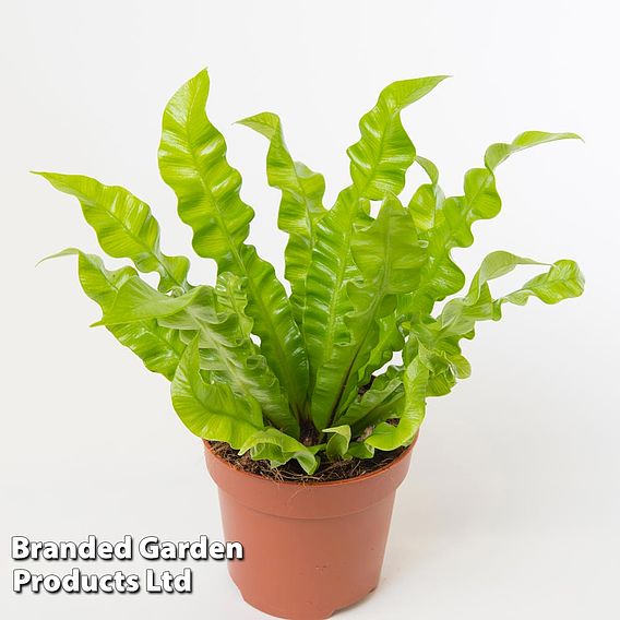 Asplenium nidus 'Crispy Wave'