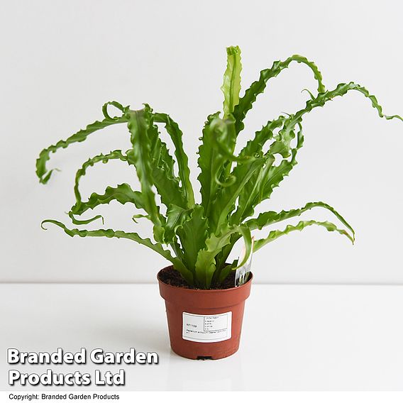 Asplenium antiquum 'Osaka'