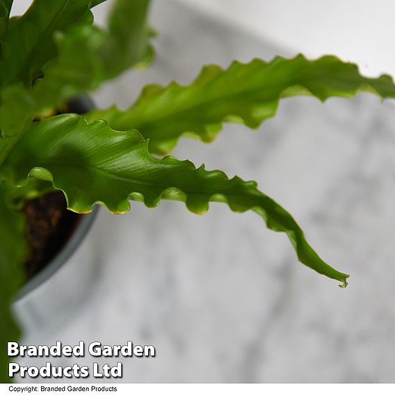 Asplenium antiquum 'Osaka'