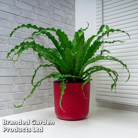 Asplenium antiquum 'Osaka'