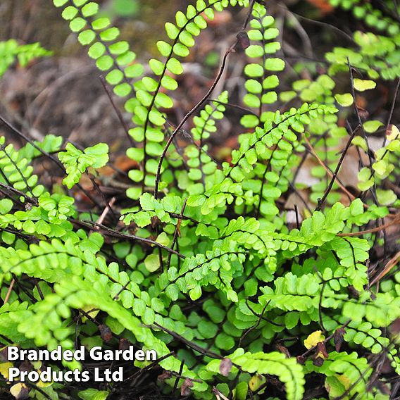 Asplenium trichomanes