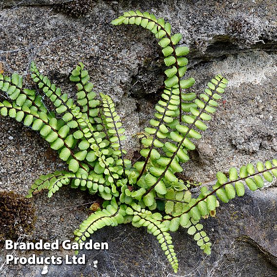 Asplenium trichomanes