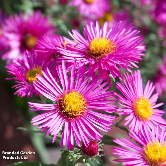 Aster novi-belgii 'Bahamas'